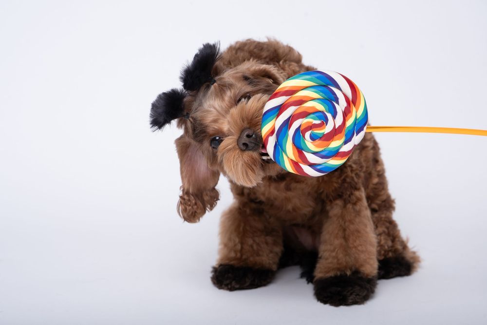Cute fluffy brown puppy holding a colorful swirl lollipop in its mouth on a white background.