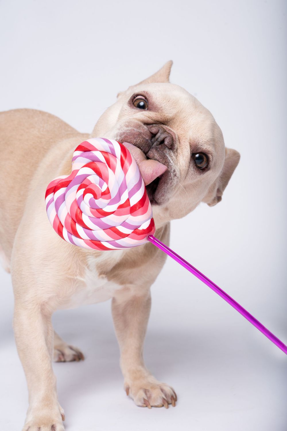 French Bulldog licking a pink and red heart-shaped lollipop on a white background.