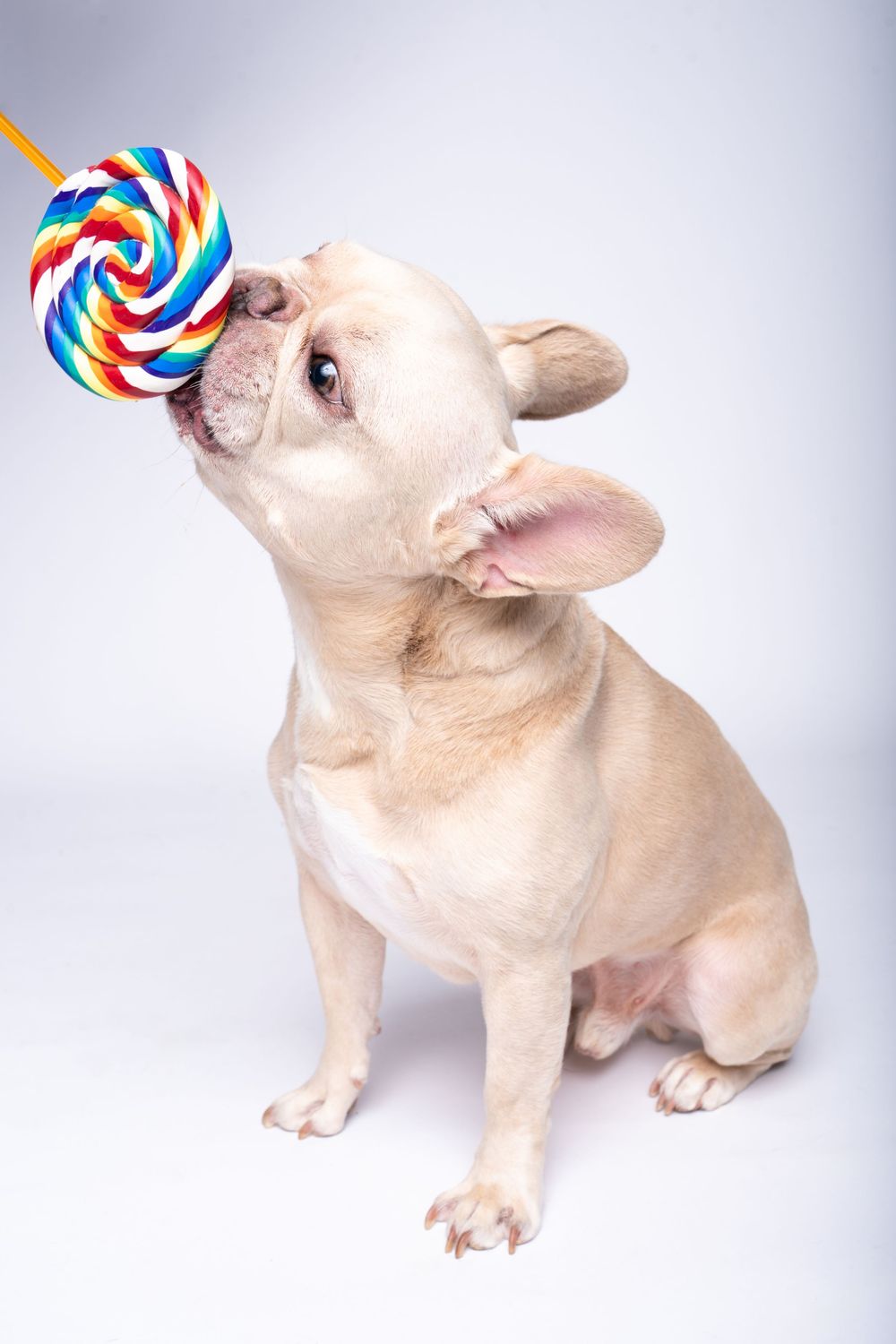 A cream French Bulldog puppy licking a colorful rainbow swirl lollipop on a white background.