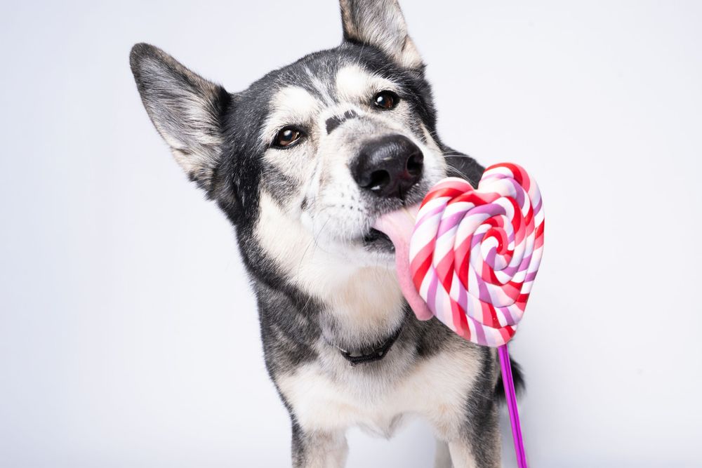 A Siberian Husky dog holds a pink and white striped lollipop in its mouth against a white background.
