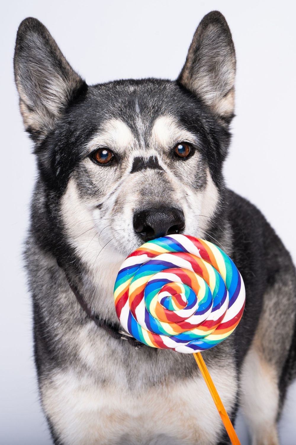 A Siberian Husky dog holding a colorful rainbow swirl lollipop in its mouth against a white background.