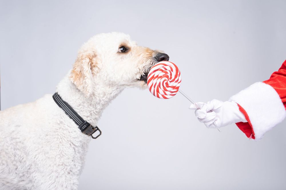 A fluffy white dog sniffs a red and white swirl lollipop held by Santa Claus in a white glove.