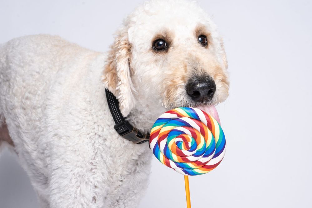 A fluffy white Goldendoodle dog holding a colorful rainbow swirl lollipop in its mouth on a white background.