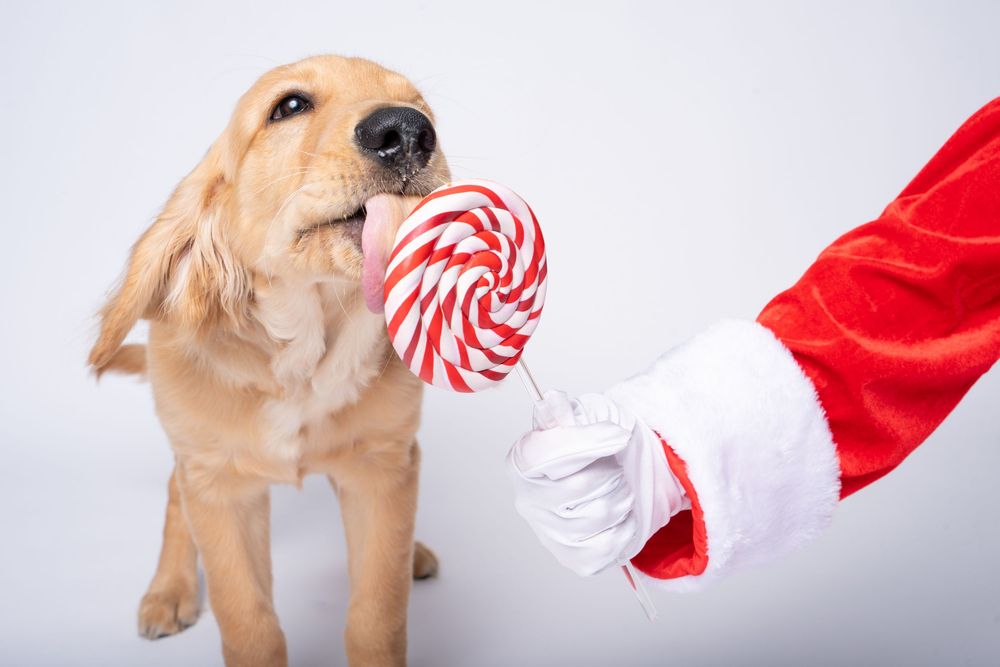 Golden retriever dog licking a red and white striped lollipop held by Santa Claus on white background.