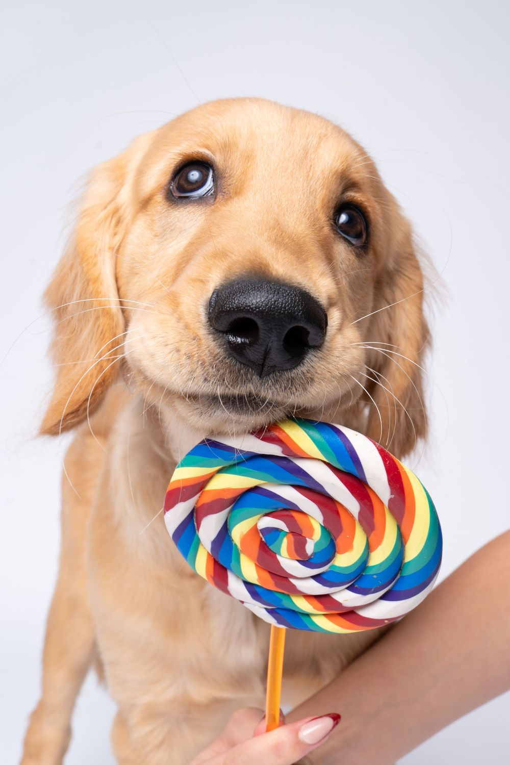 A golden retriever puppy sniffing a colorful rainbow swirl lollipop held by a person against a white background.