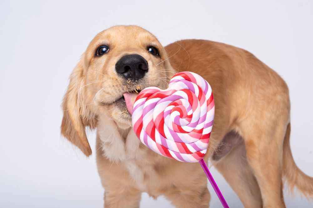 Golden retriever puppy holding a pink and white heart-shaped lollipop in its mouth against a white background.