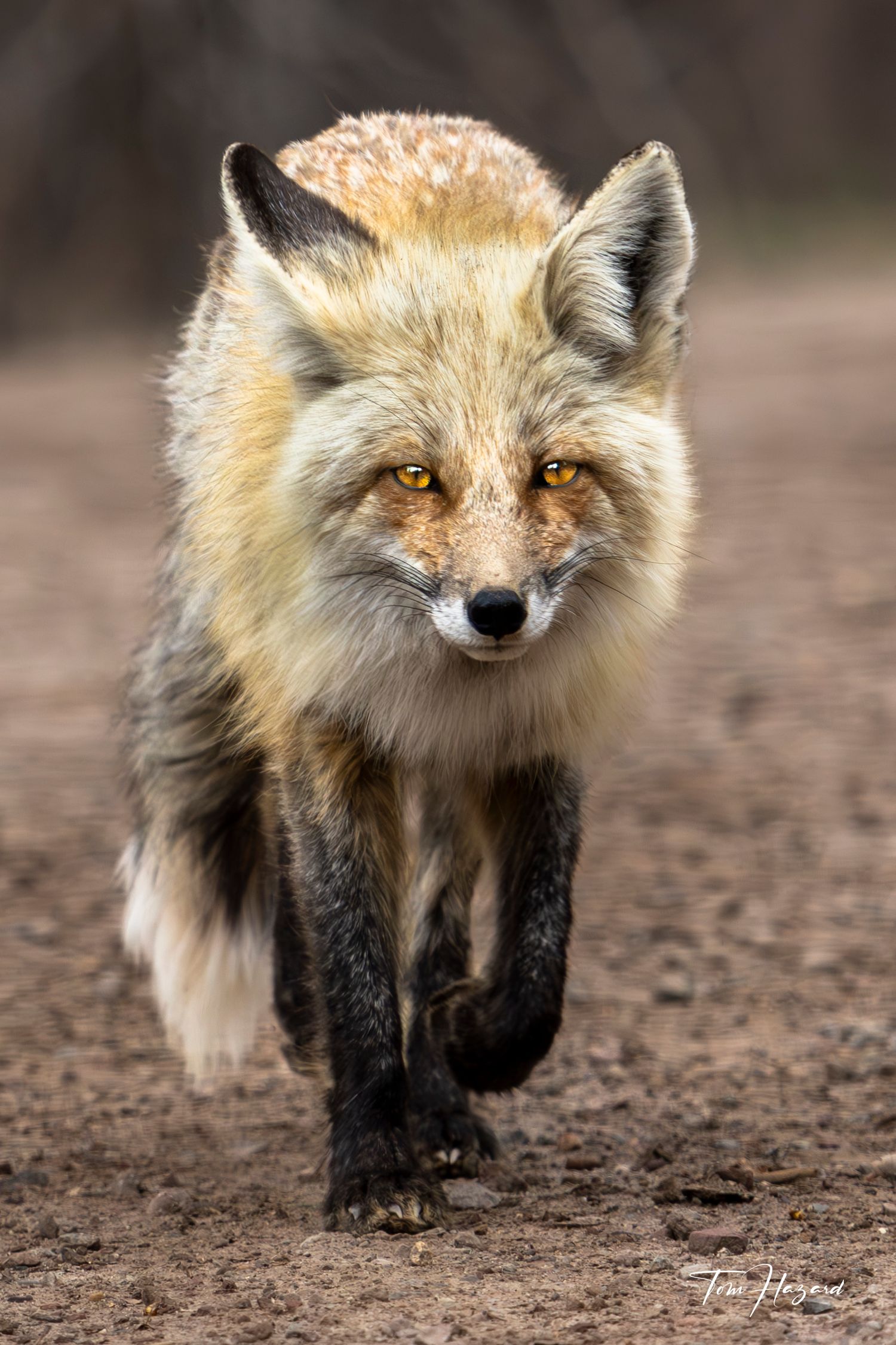 A red fox with golden eyes walks directly toward the camera on a dirt path.