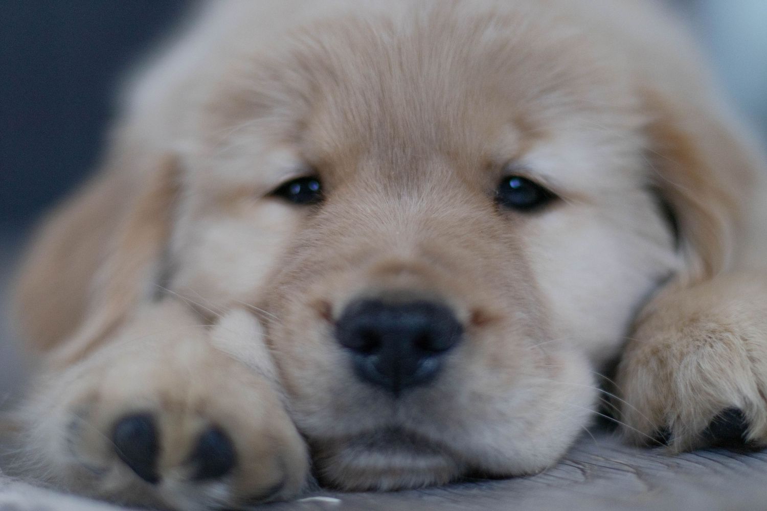 Close-up of an adorable golden retriever puppy with blue eyes resting its chin on its paws.