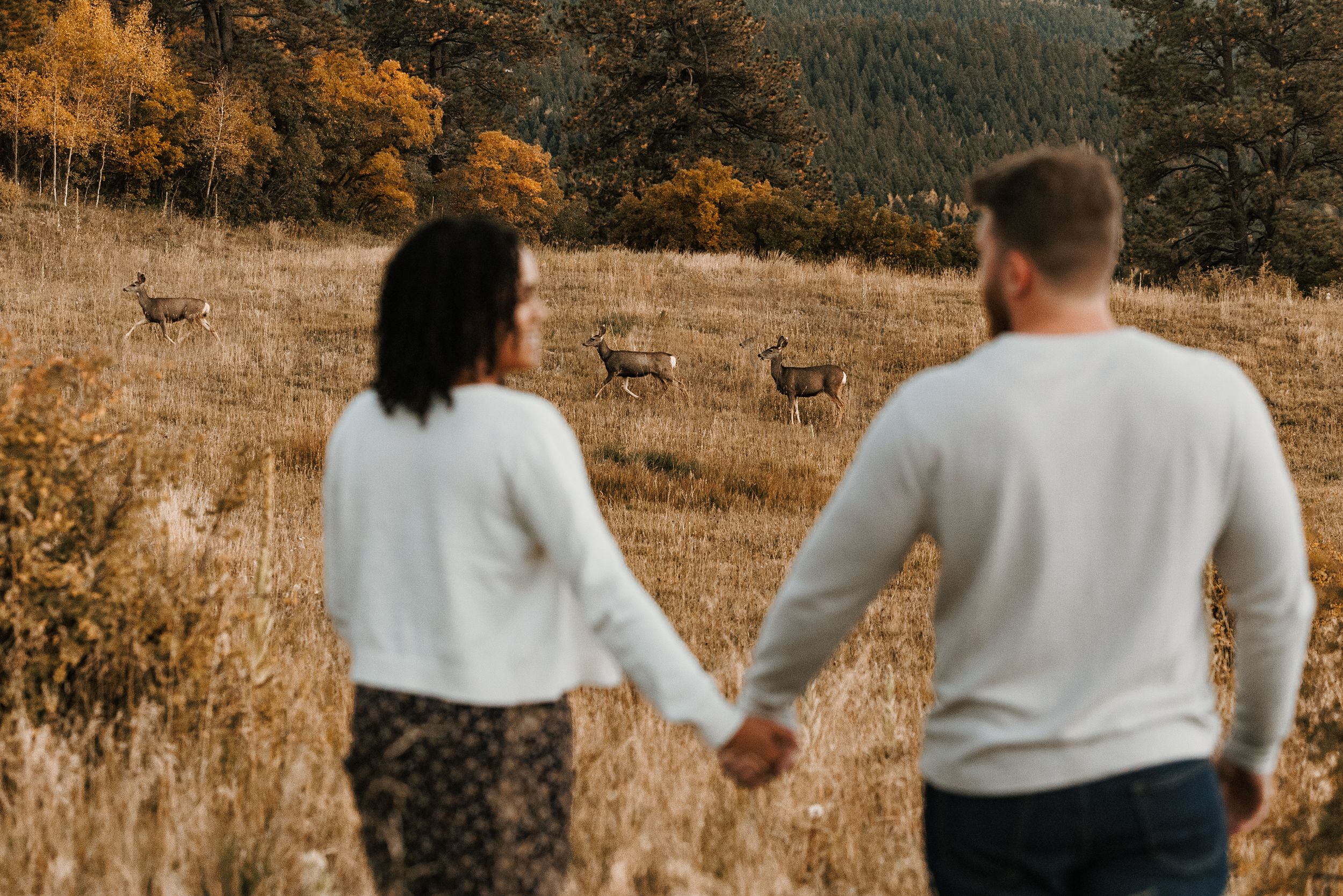 Couple holding hands in autumn field watching deer graze near golden trees in a romantic outdoor setting.