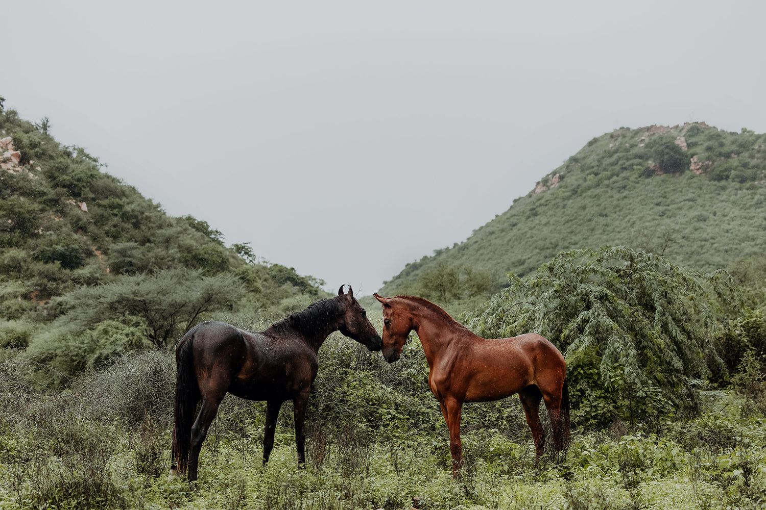 Two horses, one black and one brown, nuzzle each other in a lush green mountainous landscape.