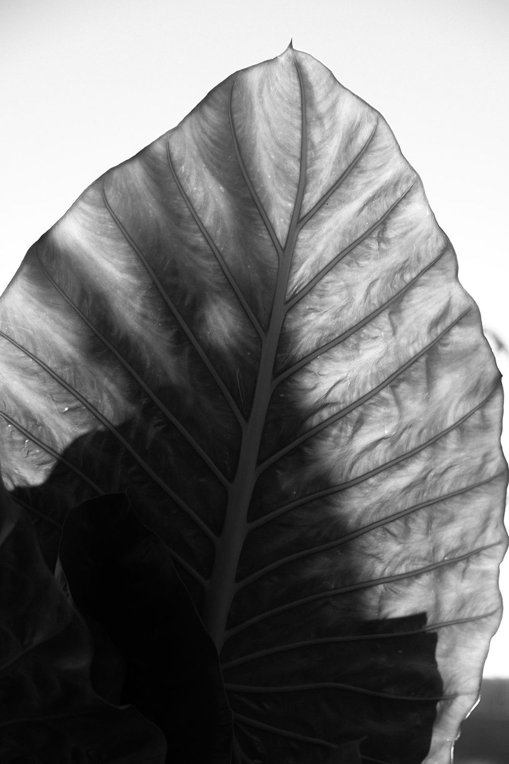 Close-up black and white photo of a large tropical leaf showing intricate vein patterns and texture.