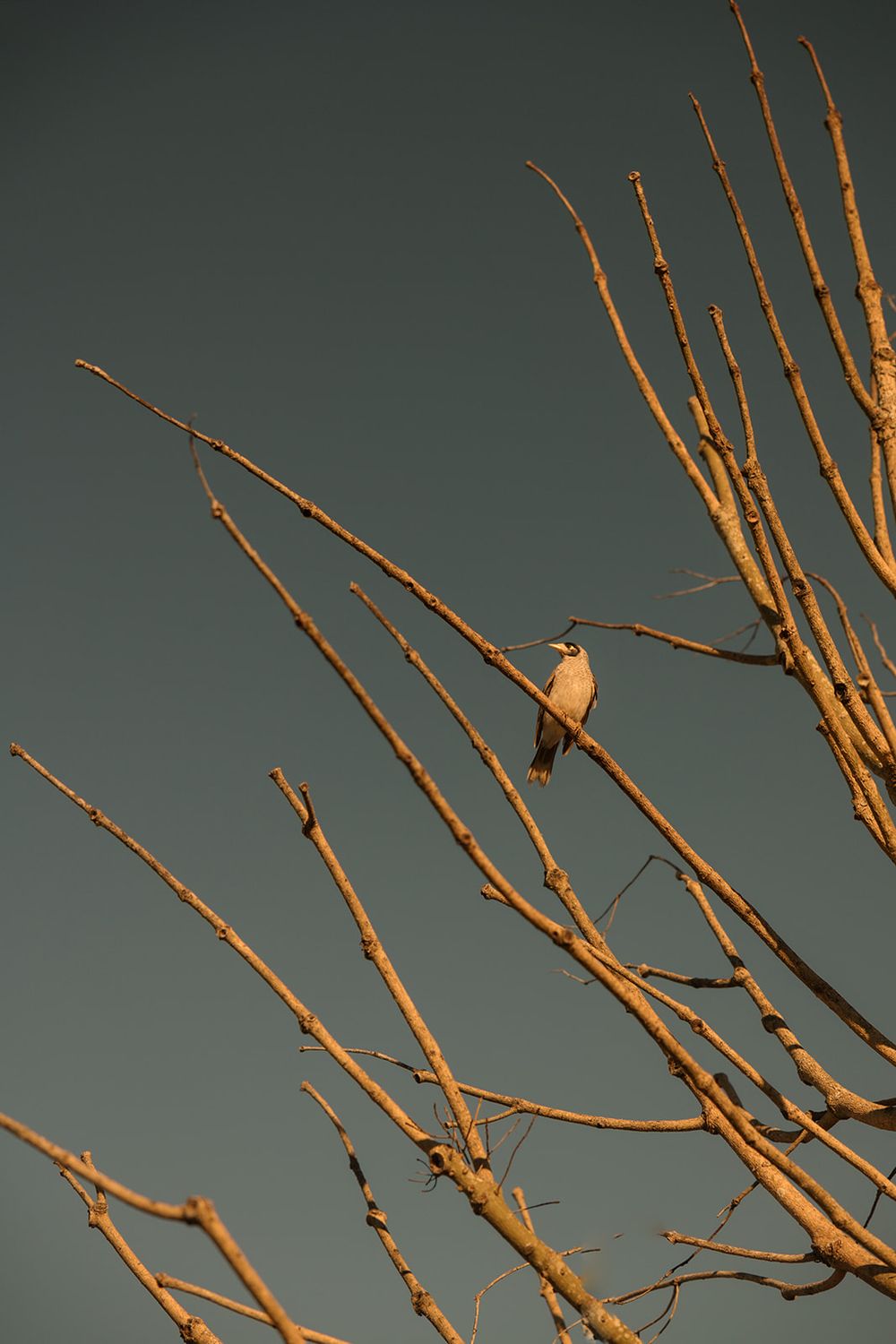A lone bird perches on bare golden branches against a teal sky at sunset.