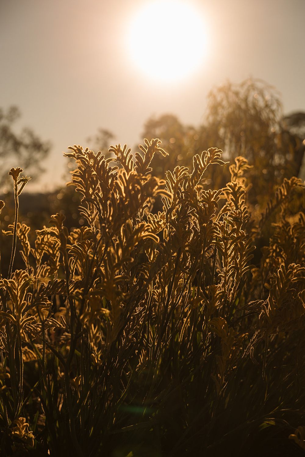 Golden backlit wild plants glow warmly against a hazy sunset sky in a serene outdoor nature scene.