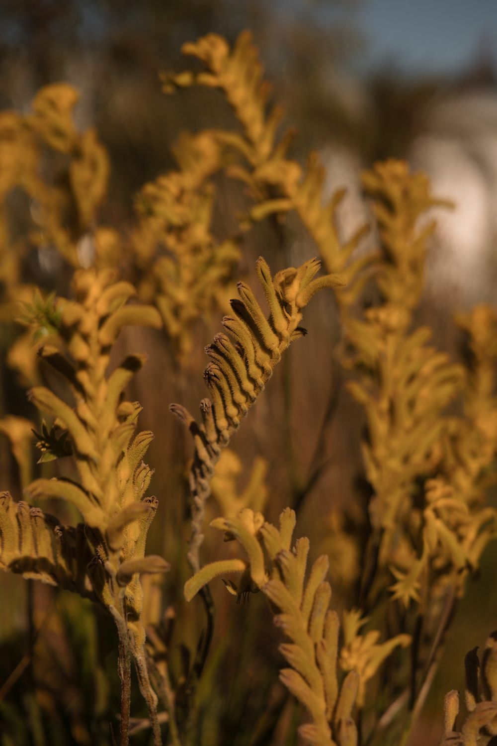 Close-up of golden kangaroo paw plants bathed in warm sunset light, with soft bokeh background.
