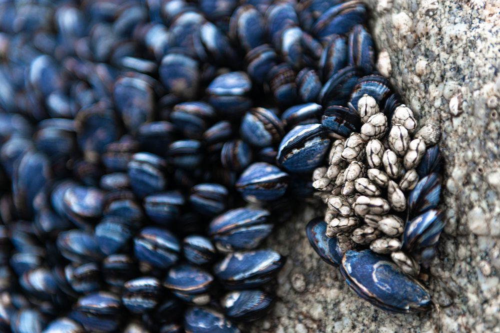 Close-up of dark blue mussels clustered on a rock with barnacles visible among them.