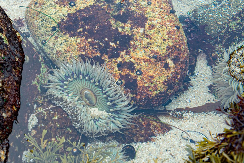 A vibrant sea anemone with green tentacles in a rocky tidal pool surrounded by algae and barnacles.
