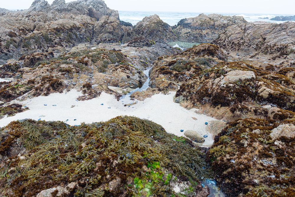 Rocky coastal tide pools covered in green and brown seaweed with white sand and ocean waves in background.