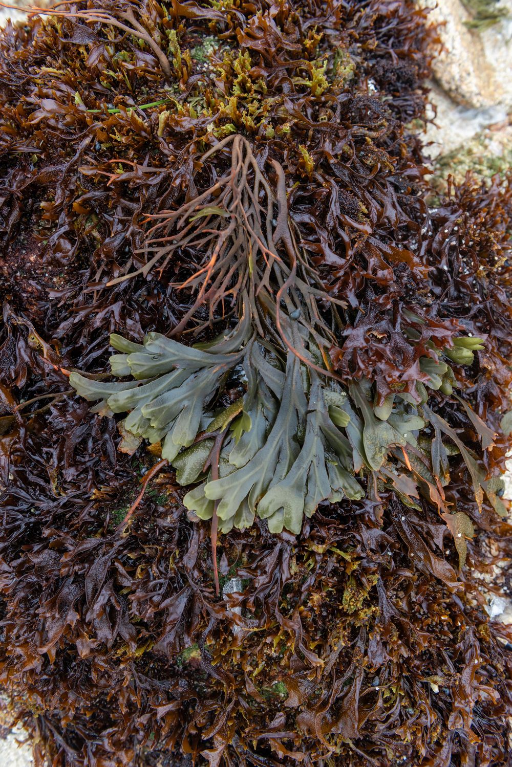 Close-up of dark red and green seaweed varieties on a rocky surface in a coastal intertidal zone.