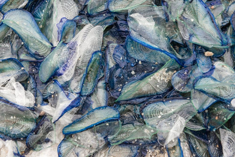 Fresh fish packed in blue plastic bags piled together at a seafood market.