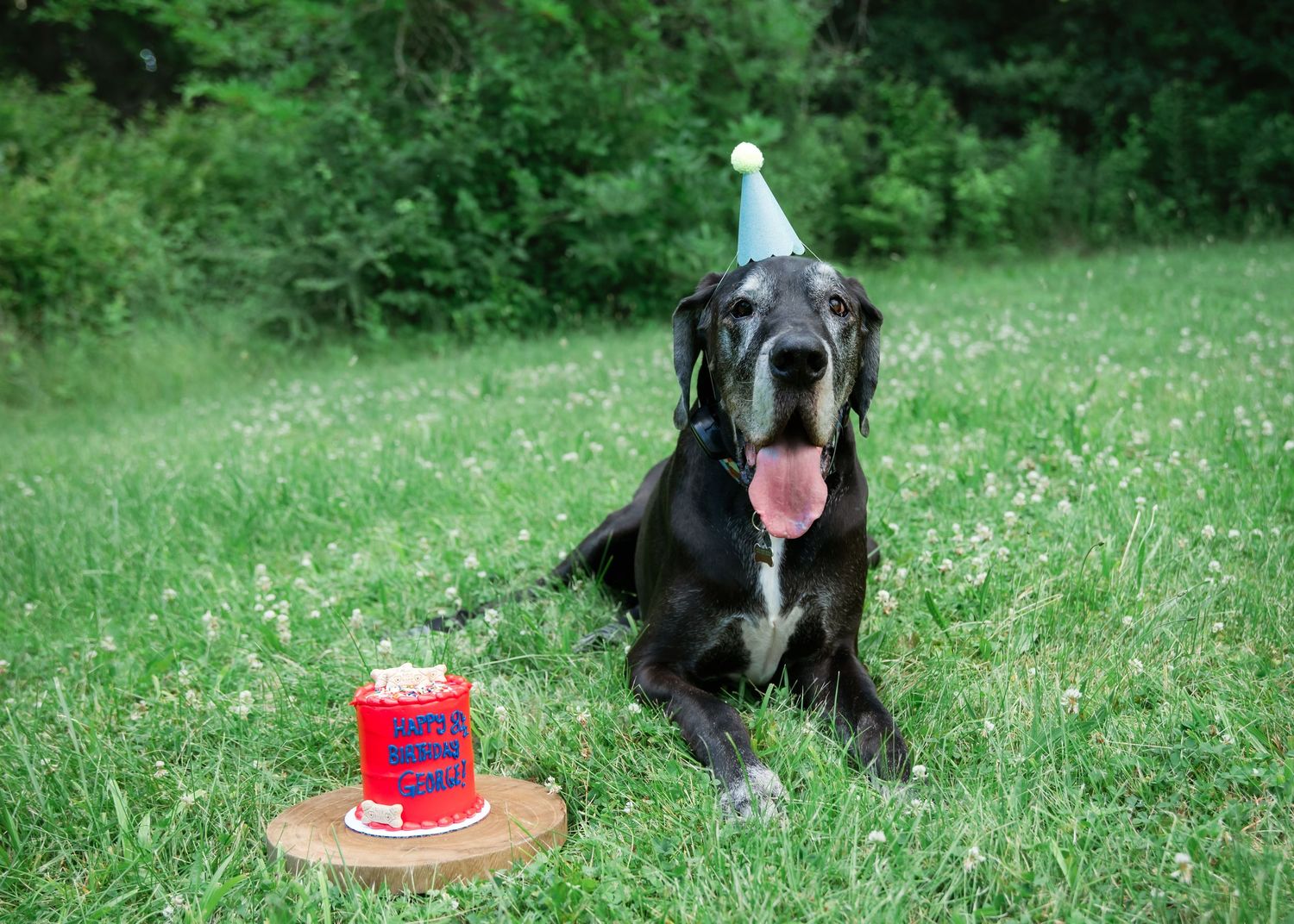 Black Labrador wearing a party hat sits on grass beside a small birthday cake on a wooden board.