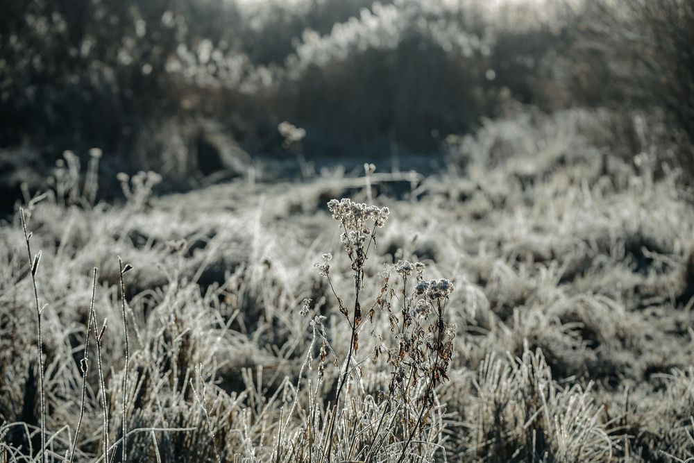 Frost-covered wild plants and grasses in a winter meadow with soft morning light filtering through.
