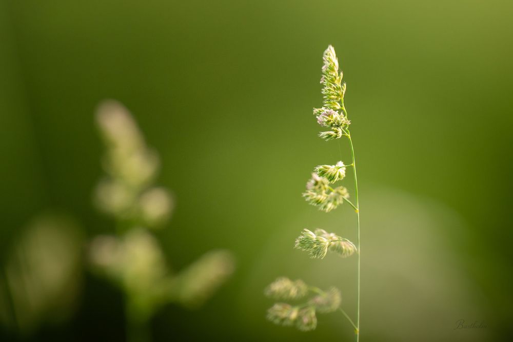A delicate grass seed head backlit by soft green bokeh light in a summer meadow.
