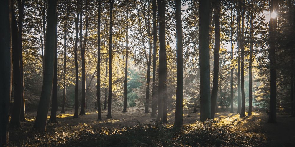 Golden sunlight rays streaming through tall trees in an enchanting autumn forest landscape.