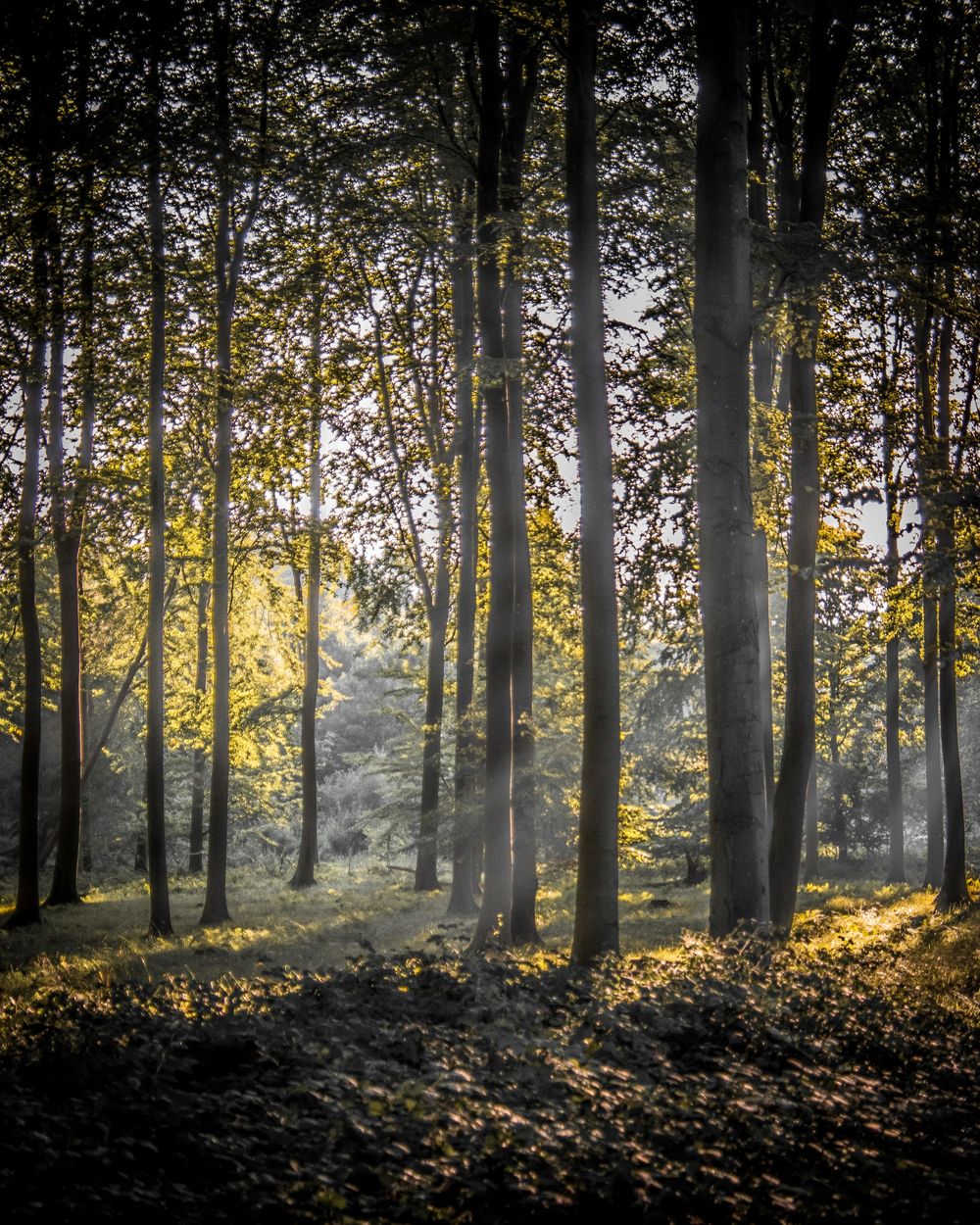 Dramatic golden sunbeams filtering through tall trees in a misty autumn forest at sunrise.