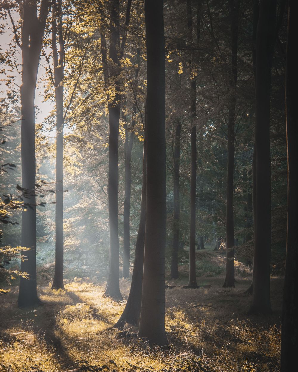 Soft morning sunlight rays piercing through tall trees creating a magical misty forest atmosphere.