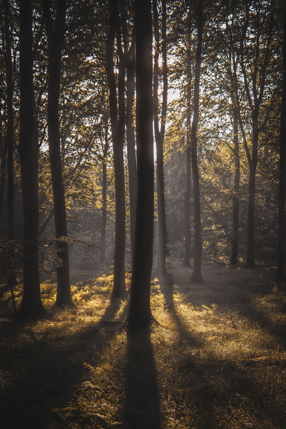 Long shadows cast by tall trees as golden sunlight filters through an autumn forest.