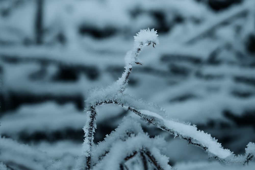 Frost-covered bare branches with delicate ice crystals in a cold winter nature close-up.