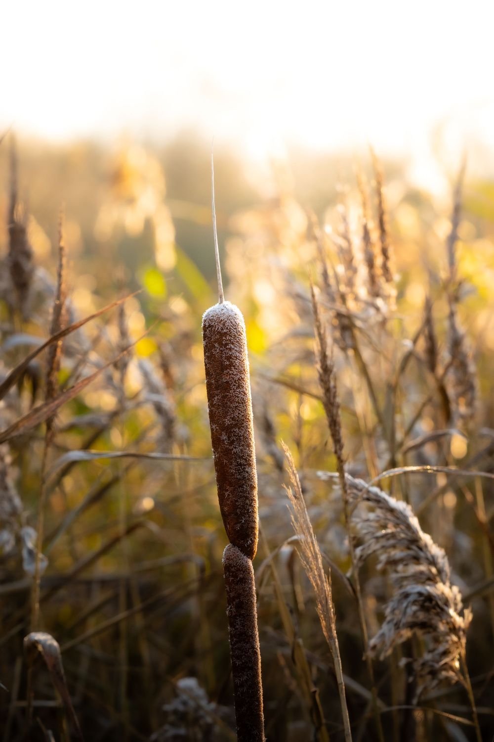 A cattail plant in golden sunlight with a spider web thread, surrounded by autumn marsh grasses.