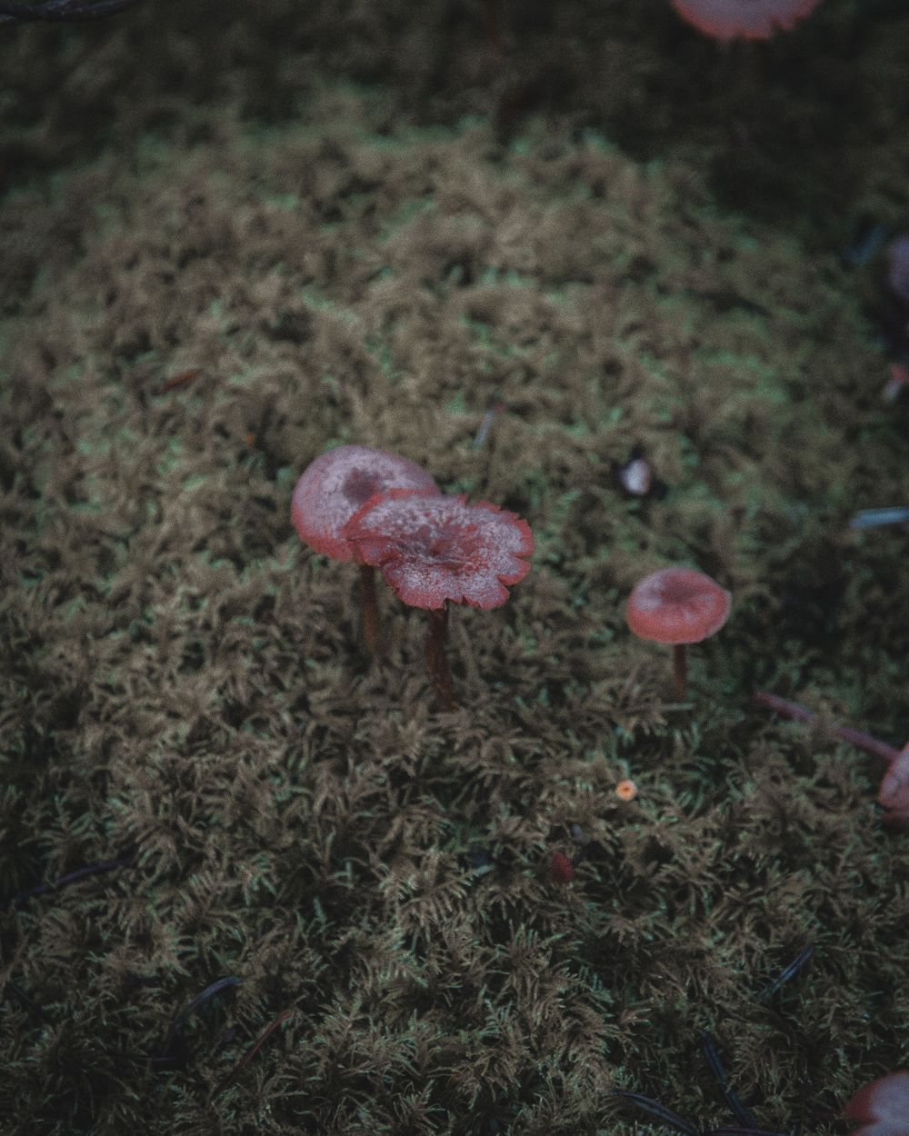 Small red mushrooms growing on a lush green moss-covered forest floor in a moody nature close-up.