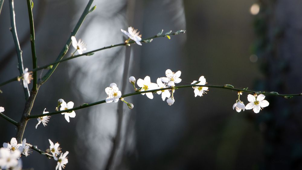 Delicate white spring blossoms on slender branches backlit by soft natural light.