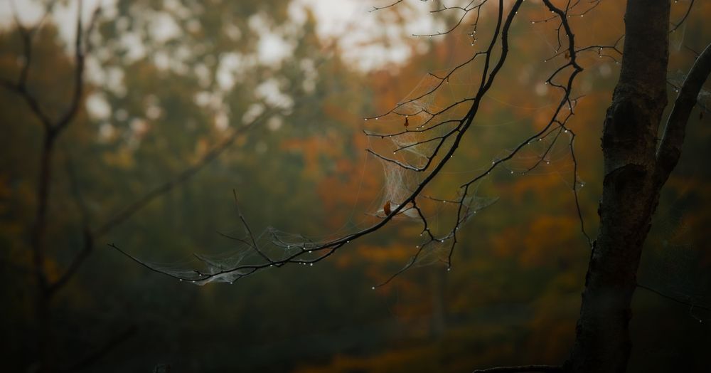 Bare tree branches with spider web in a misty autumn forest with colorful foliage background.