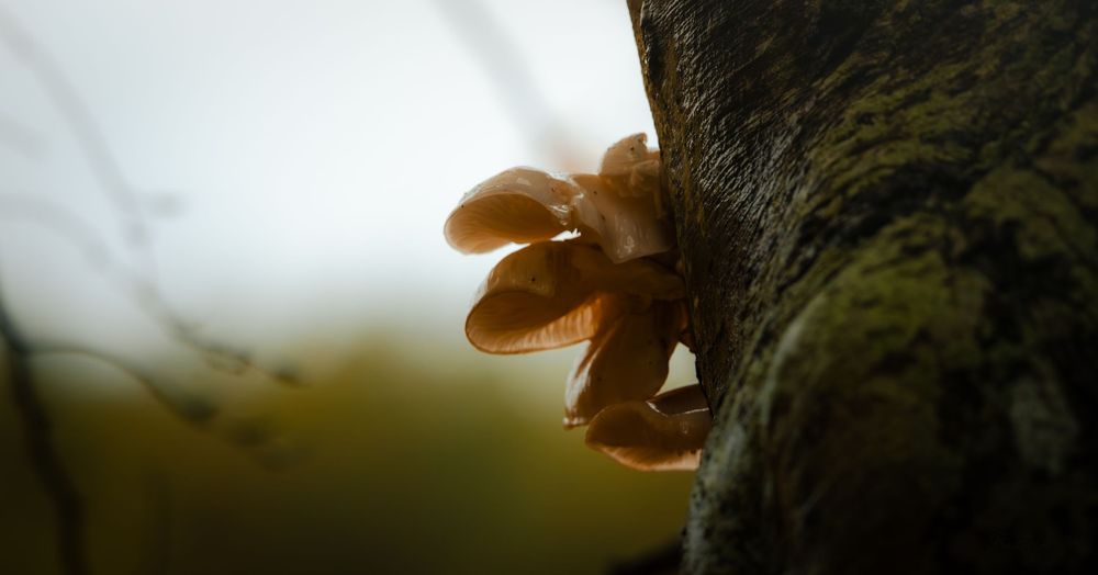 Close-up of small brown mushrooms growing on a mossy tree bark in a forest.