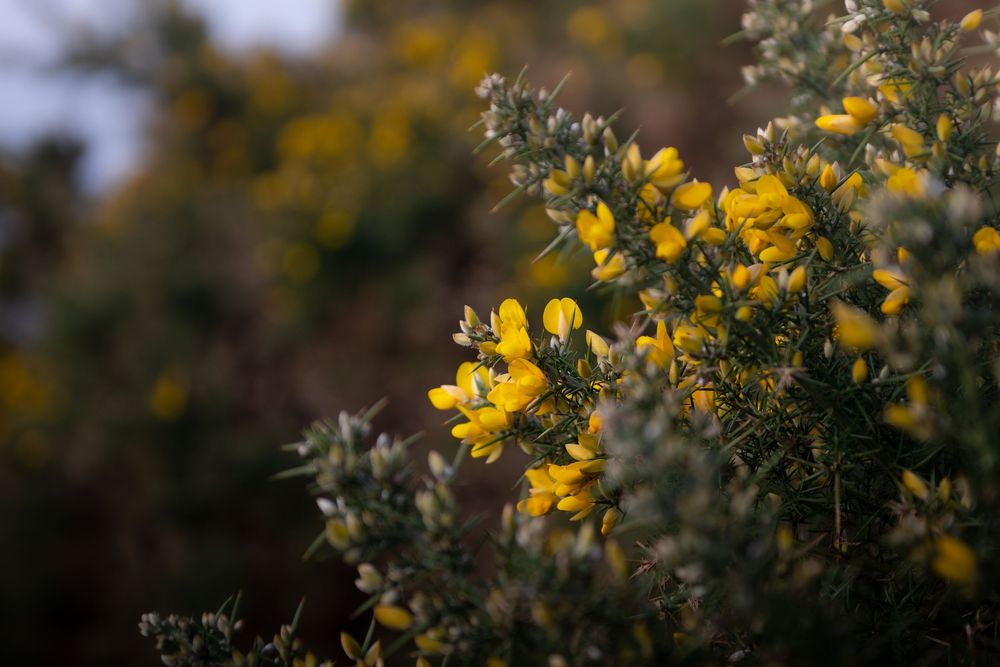 Bright yellow gorse flowers blooming on thorny shrubs in a natural outdoor landscape.
