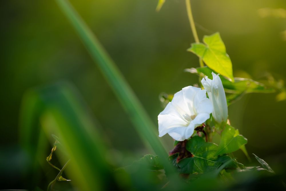White flower blooming among lush green leaves and blurred bokeh background in natural sunlight.