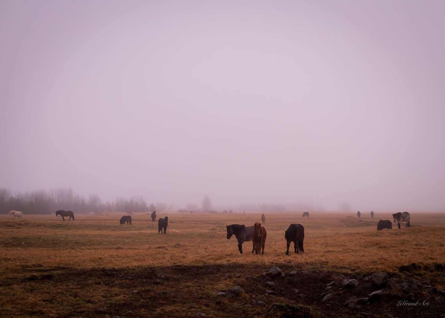 Herd of Icelandic horses grazing in a foggy open field on a misty overcast morning in Iceland.
