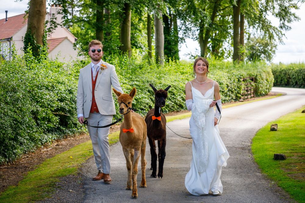 Bride and groom walking two donkeys down a tree-lined path on their wedding day.