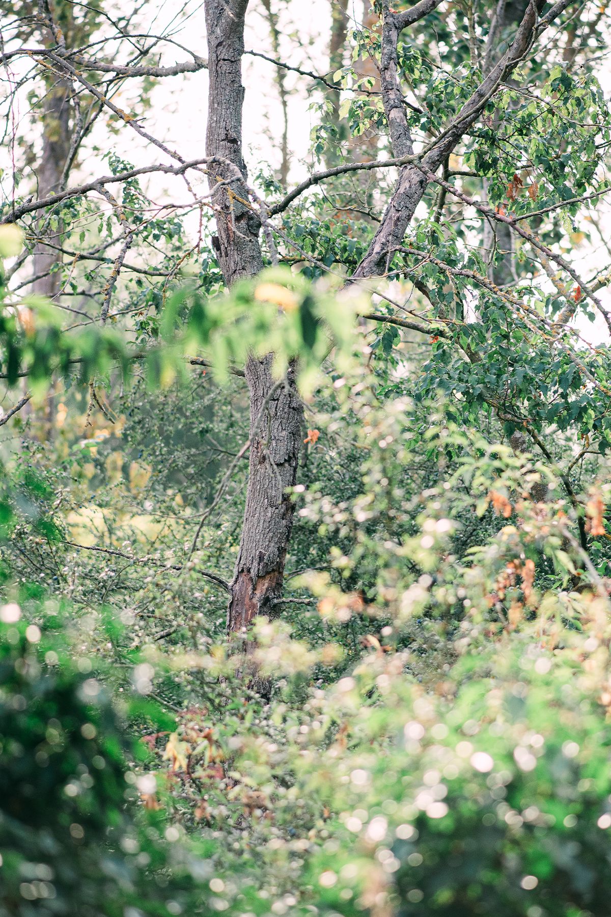 Dense woodland scene with tall dying elm trees, lush green foliage, and undergrowth in a natural forest setting.