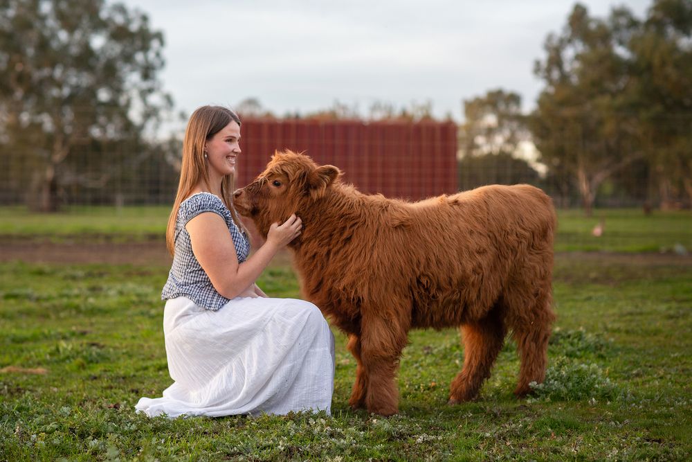 Maternity photo session next to a Highland Cow during a maternity session in Perth