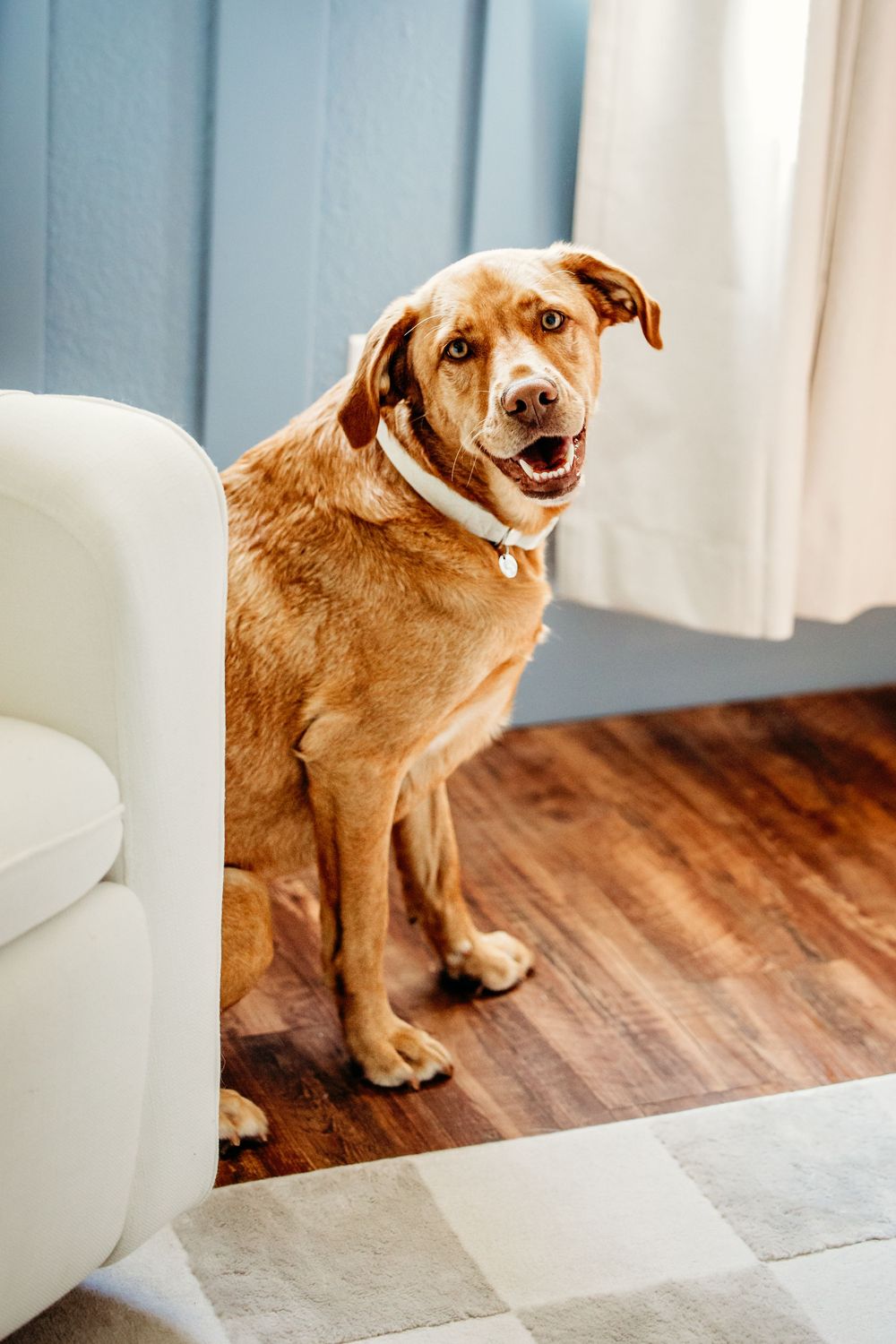 A happy brown mixed breed dog sits next to a white couch on hardwood floors in a bright room.