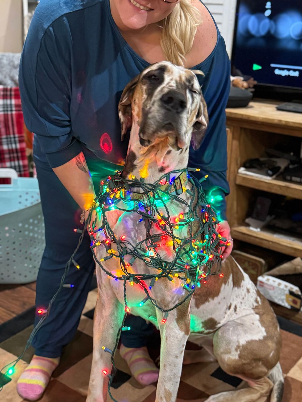 Dog decorated with bright multicolored Christmas lights stands patiently in living room.