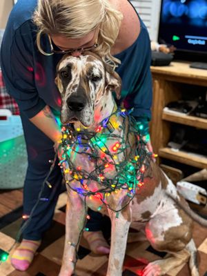 Spotted dog wearing festive holiday lights glows with red and green colors in a dark room.