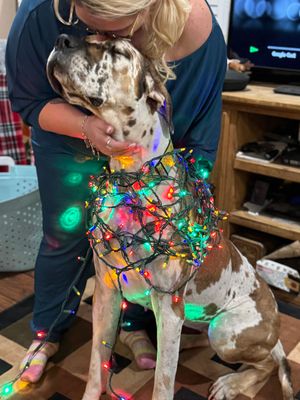 Dog wrapped in colorful Christmas lights stands indoors while being decorated for the holidays.
