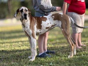 Great Dane with spotted coat standing beside people in an outdoor setting.