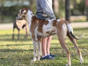 Side view of a spotted Great Dane standing on grass near people.