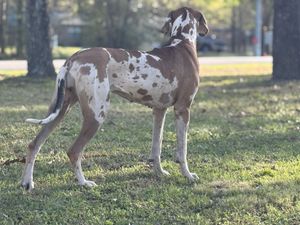 Great Dane with distinctive brown and white coat standing alert in a park setting.