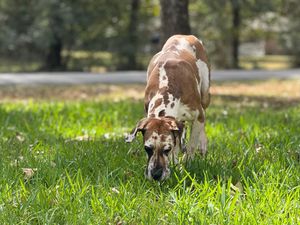 Great Dane with brown and white markings sniffing grass in a fenced yard.